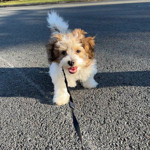 Meet your Posher, Naomi